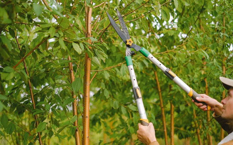 Tree trimming in Tecumseh, NE